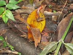 Leptopedetes idalimos