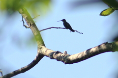 Anthracothorax prevostii