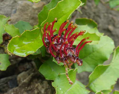 Grevillea repens, photograph 3