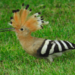 Eurasian Hoopoe - Photo (c) Noam Markus, some rights reserved (CC BY-NC), uploaded by Noam Markus
