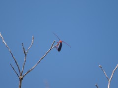 Stenaspis verticalis insignis