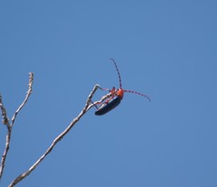 Stenaspis verticalis insignis