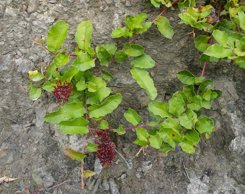 Grevillea repens, photograph 4