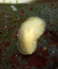 Doriopsis granulosa