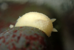 Doriopsis granulosa