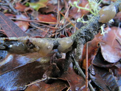 Exidia thuretiana