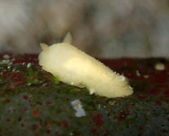 Doriopsis granulosa