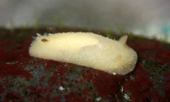 Doriopsis granulosa