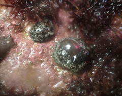 Smaragdinella calyculata