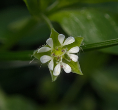 Stellaria