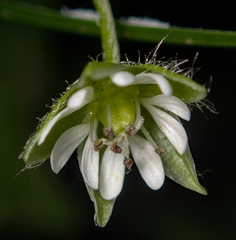Stellaria