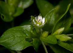 Stellaria