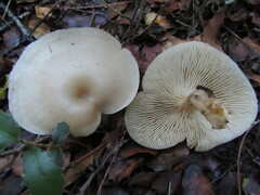 Singerocybe phaeophthalma