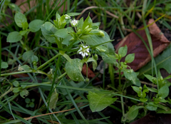 Stellaria