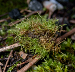 Amblystegium serpens