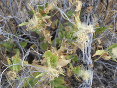 Brickellia laciniata