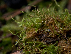 Amblystegium serpens