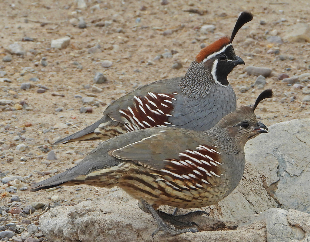Crested Quails