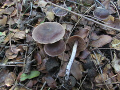 Cortinarius saturninus