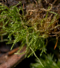 Amblystegium serpens