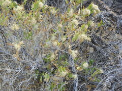 Brickellia laciniata