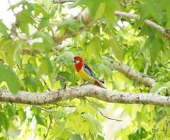 Platycercus eximius eximius