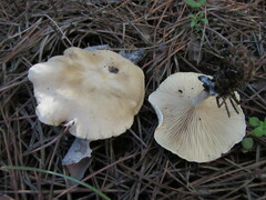 Clitocybe phyllophila