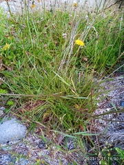 Scorzoneroides autumnalis