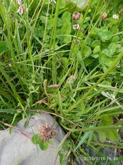 Scorzoneroides autumnalis