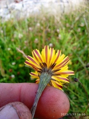 Scorzoneroides autumnalis
