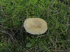 Clitocella popinalis