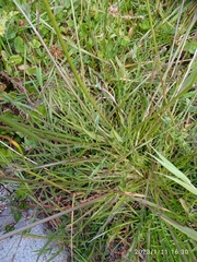 Scorzoneroides autumnalis