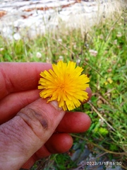 Scorzoneroides autumnalis