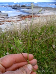 Scorzoneroides autumnalis