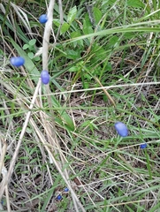 Dianella nigra