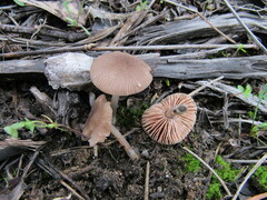 Pluteus nanus