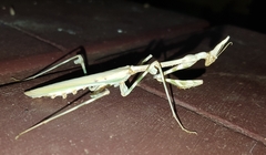 Empusa binotata