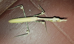 Empusa binotata