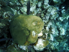 Porites astreoides