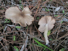 Coprinopsis melanthina
