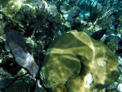 Porites astreoides