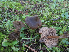 Entoloma vindobonense