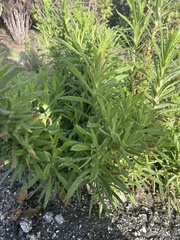 Pseudognaphalium ramosissimum