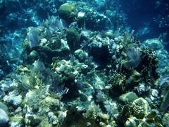 Porites porites