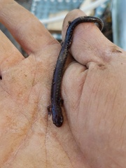 Plethodon richmondi