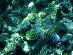 Porites astreoides