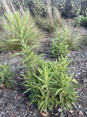 Pseudognaphalium ramosissimum