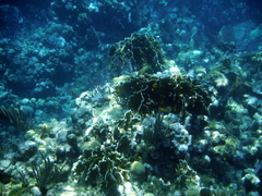 Millepora complanata