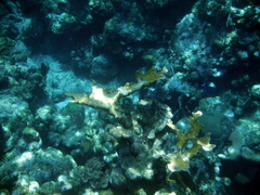Acropora palmata