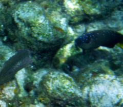 Microspathodon chrysurus